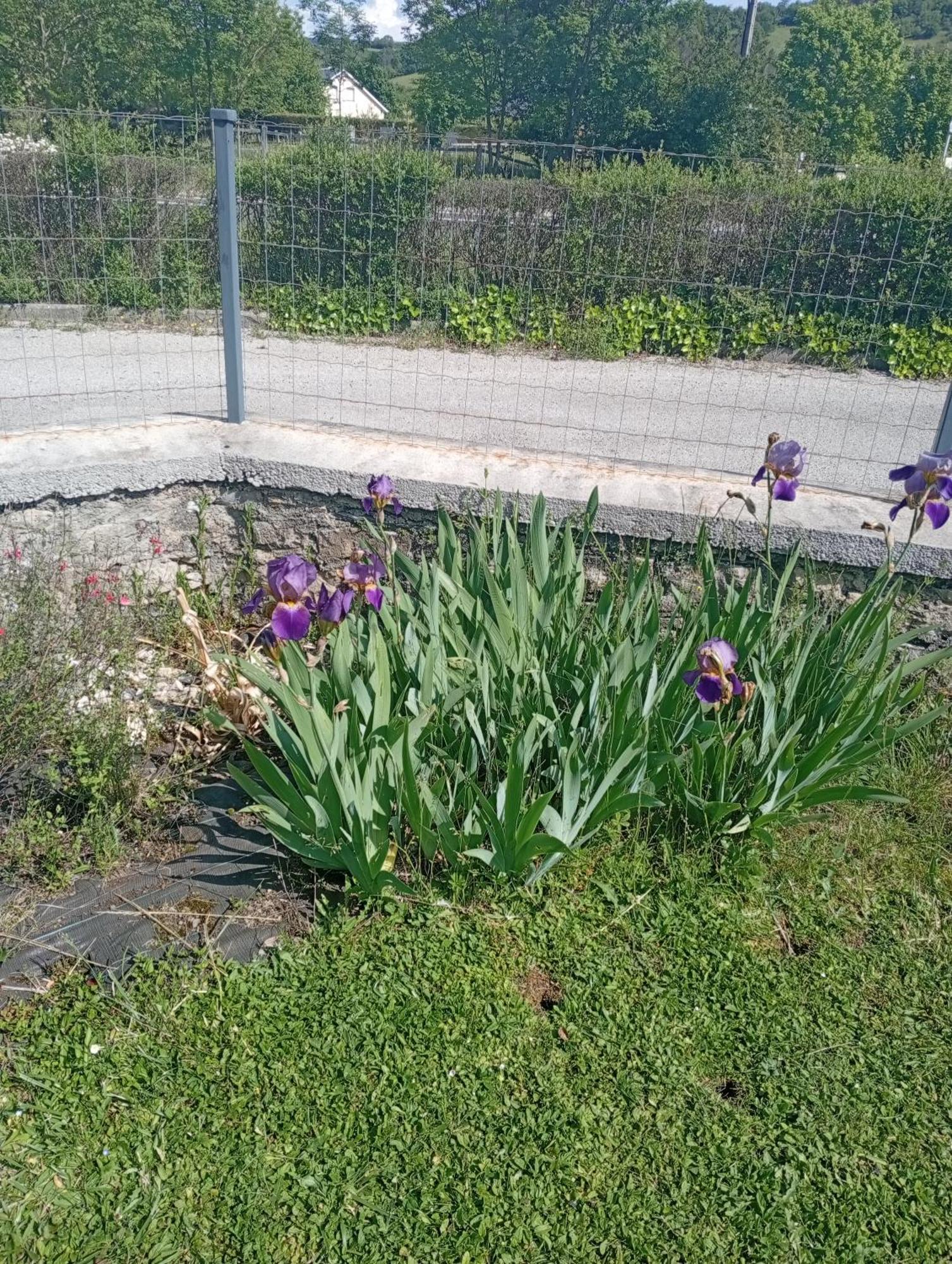Apartmán La Clematite D'Olt Saint-Côme-dʼOlt Exteriér fotografie